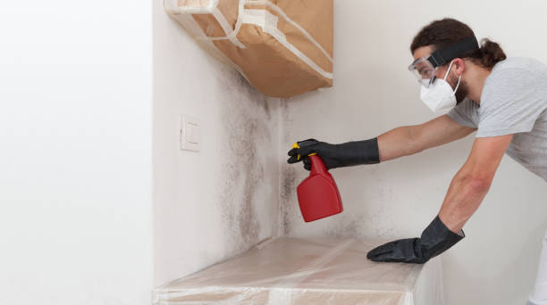 Professional Basement Mold Remediation technician working in Medfield, MA