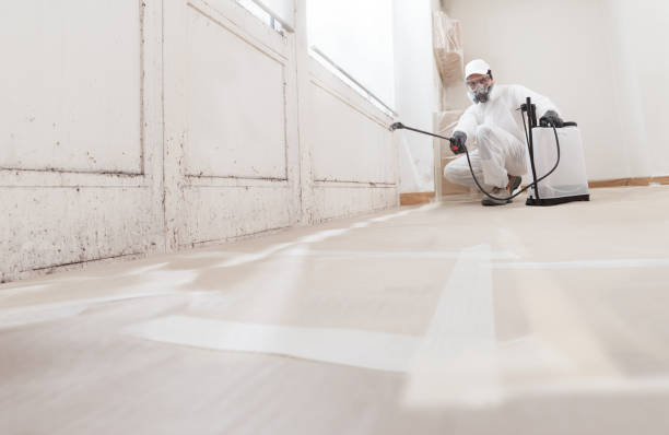 24/7 Emergency Basement Mold Remediation experts in Medfield, MA