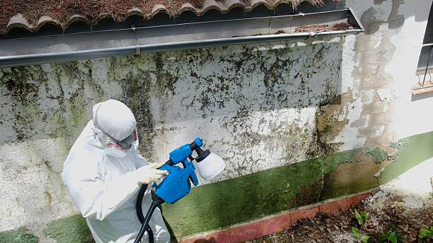 Top rated local Basement Mold Remediation specialists in Medfield, MA